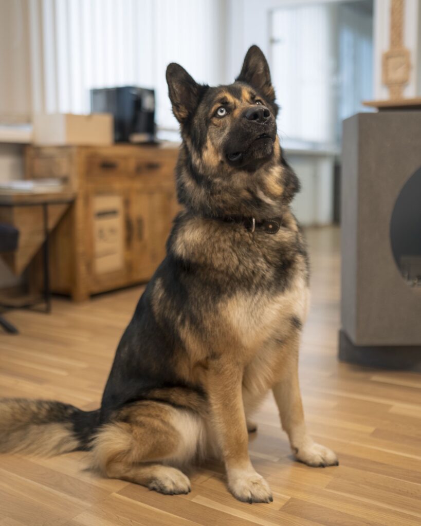 Aiko, Schäferhund im Geschäft von SM Hörakustik