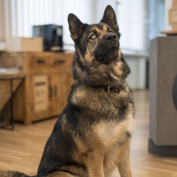 Aiko, der Hund im Geschäft von SM Hörakustik